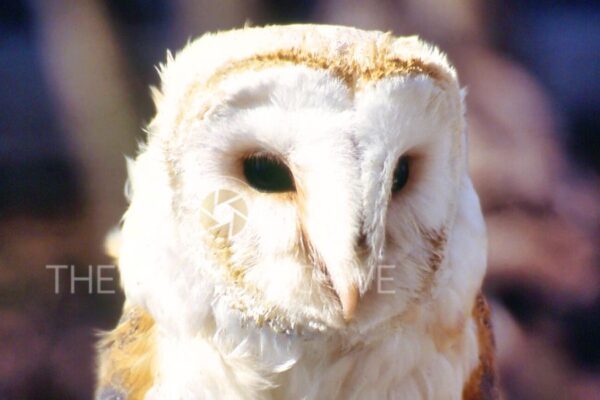 Vintage Barn Owl Photograph – 1960s Cambrian Mountains, Wales Free post in the UK
