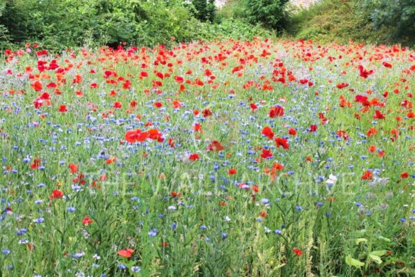 Crickhowell Wildflower Meadow – Stunning Floral Print (Mounted 8" x 6" Print, 6" x 4" Photo) Free Post in the UK