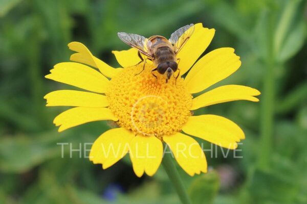 Nature’s Harmony – A Bee on a Yellow Wildflower - Mounted 8" x 6" Print featuring a 6" x 4" photo - Free UK shipping.
