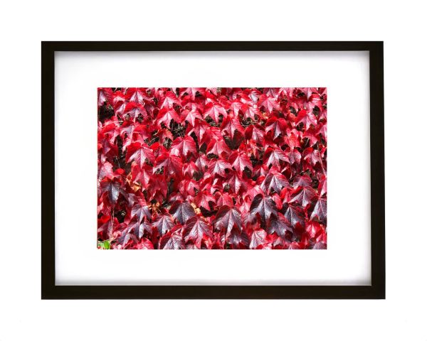 Boston Ivy Parthenocissus tricuspidata red autumn leaves climbing vine botanical photograph