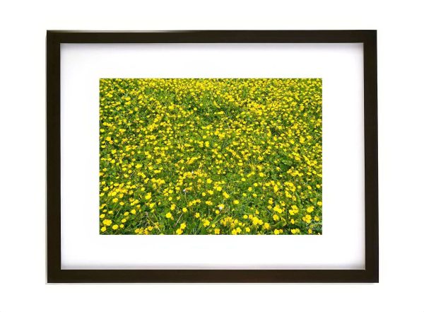 Field of yellow buttercups in green meadow spring countryside
