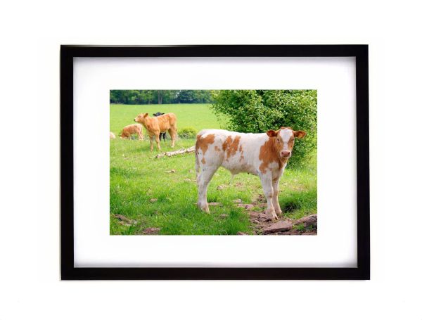 Young calf standing in green pasture with grazing cattle in British countryside