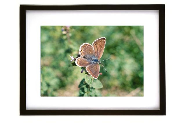 Chalkhill Blue butterfly Lysandra coridon resting on wildflower in chalk grassland habitat