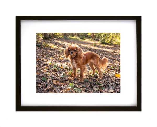 King Charles Spaniel Ruby dog named Rusty standing on woodland floor covered in autumn leaves