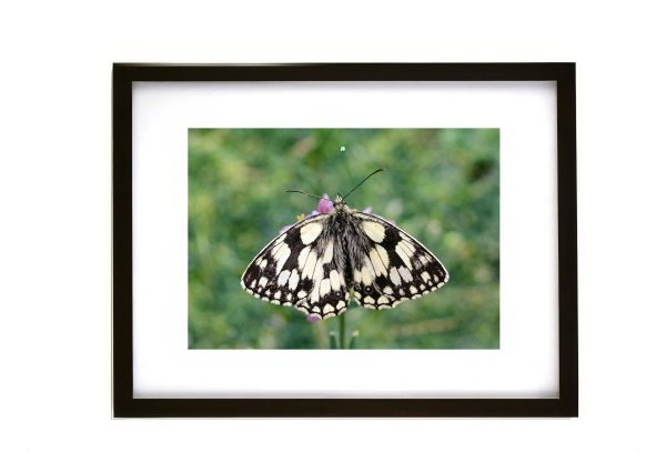 Marbled White Butterfly Melanargia galathea resting on wildflowers
