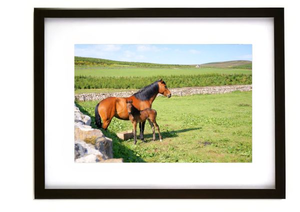Mare and foal standing in green countryside pasture beside stone wall