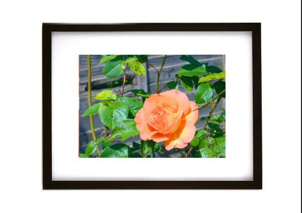 Peach orange garden rose flower in bloom with green leaves against wooden fence