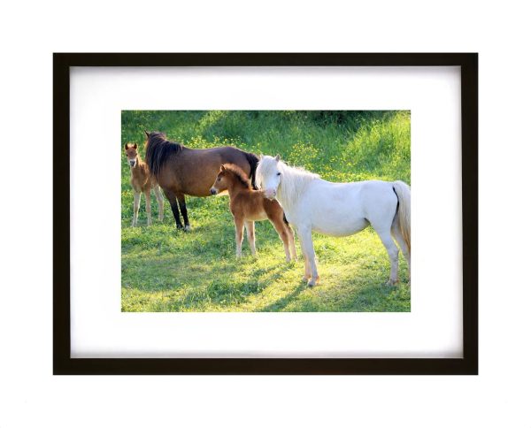 Ponies and young foals standing in a sunlit summer meadow with green grass and wildflowers
