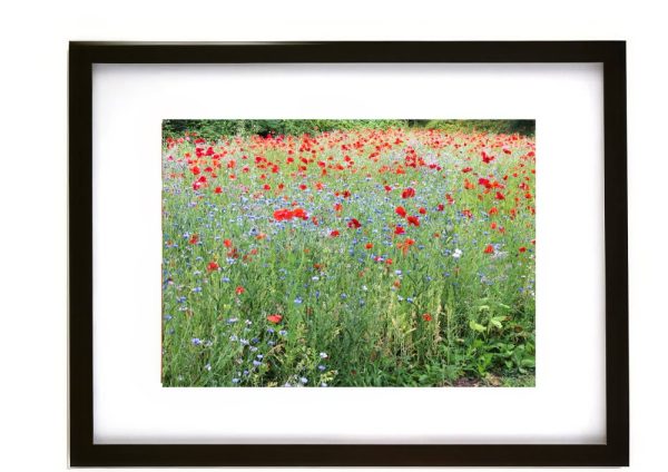 Poppies in bloom at Crickhowell Recreation Ground below The Tump and castle ruins