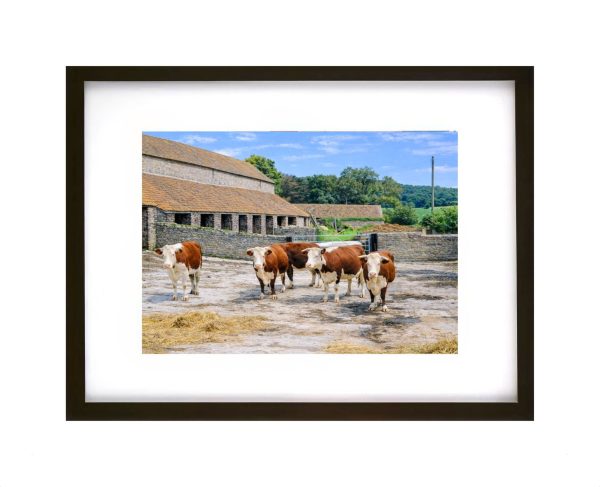 Herefordshire cows standing in a farmyard at Quantoxhead in the Somerset countryside