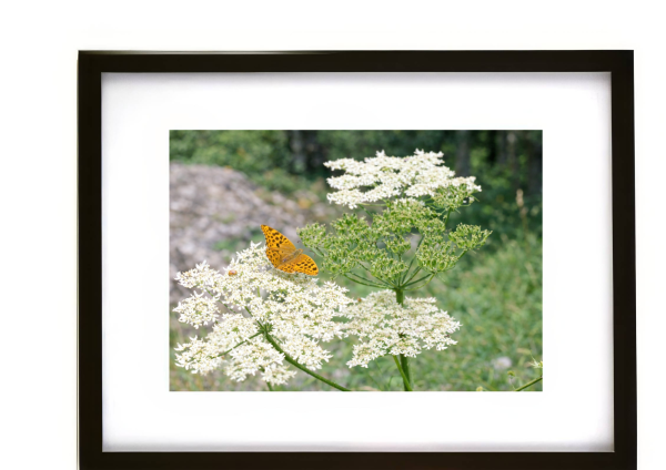Silver-washed fritillary butterfly resting on white wildflowers in natural setting