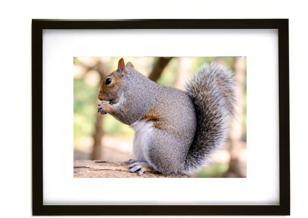 Grey squirrel enjoying a snack while perched on a tree branch wildlife photograph